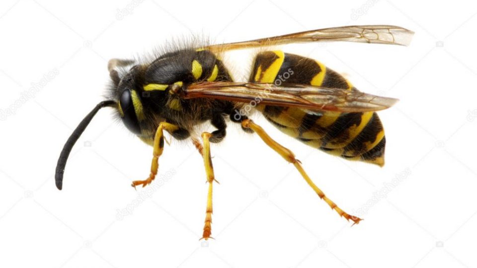 wasp