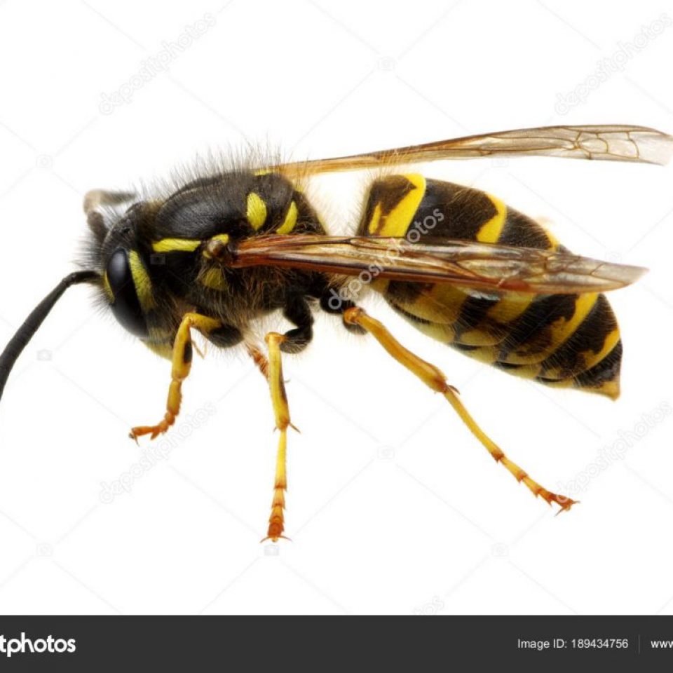 wasp